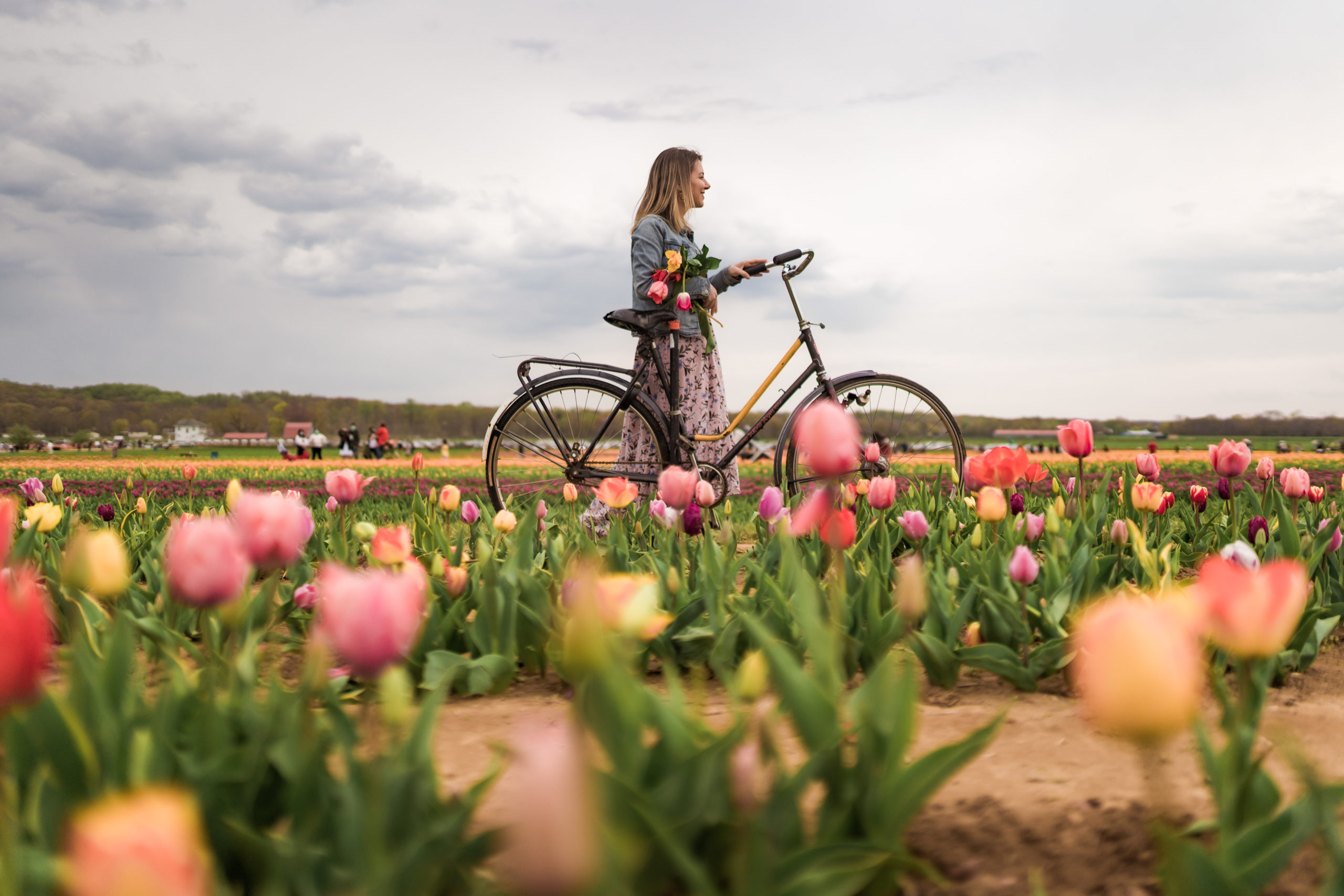 Holland Ridge Farms tulip field near New York City Laura Peruchi NYC